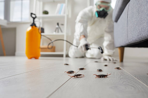 Commercial Kitchen Cockroach Control in South Rockwood
